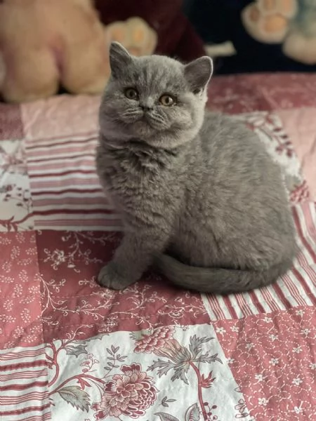 Gattini British Shorthair dolcissimi