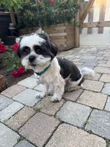 Vendo Cane Shitzu  | Foto 2