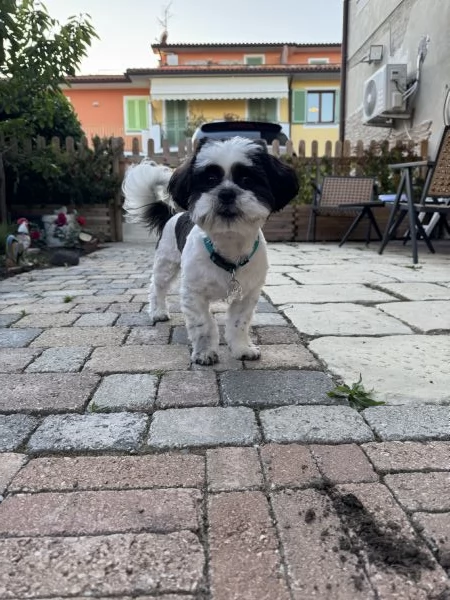 Vendo Cane Shitzu  | Foto 1