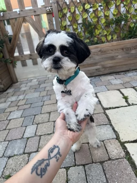 Vendo Cane Shitzu  | Foto 0