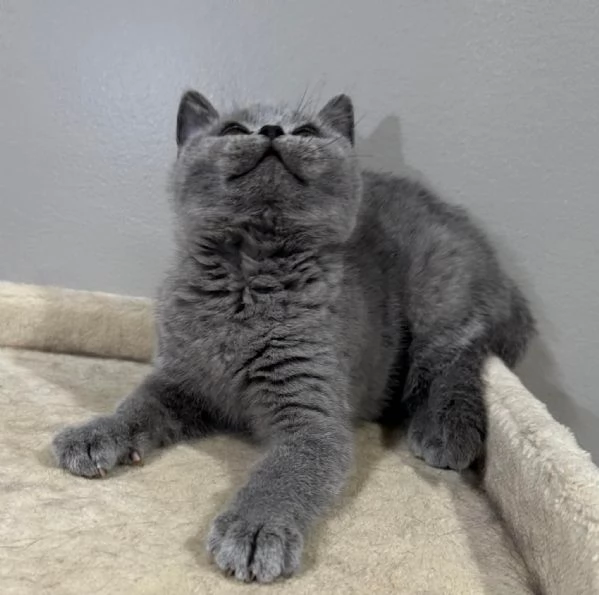Gattini British Shorthair | Foto 0