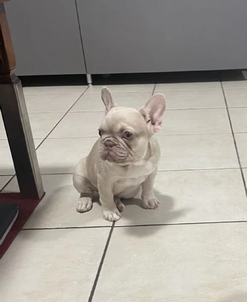 Femminucia Bulldog francese 