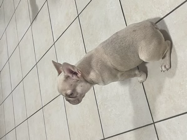 Femminucia Bulldog francese  | Foto 1