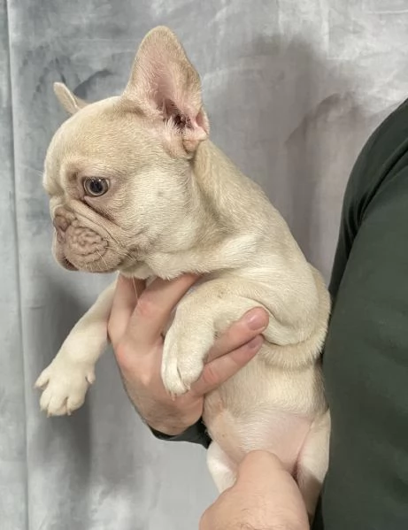 Femminucia Bulldog francese  | Foto 0