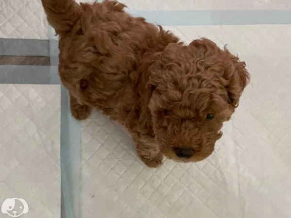 Cuccioli di Barboncino Toy | Foto 3