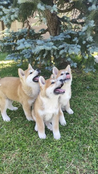 Splendidi cuccioli di Akita Inu con Pedigree