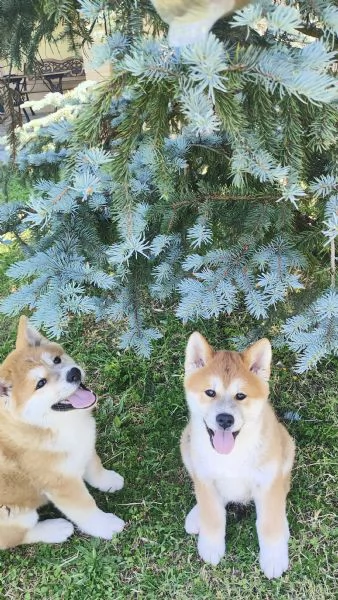 Splendidi cuccioli di Akita Inu con Pedigree | Foto 5