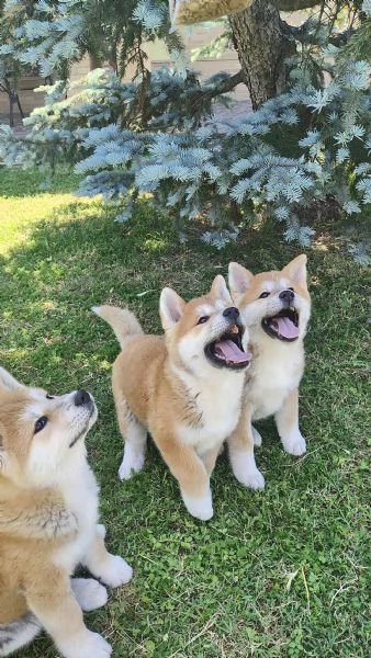Splendidi cuccioli di Akita Inu con Pedigree | Foto 4