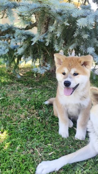 Splendidi cuccioli di Akita Inu con Pedigree | Foto 3