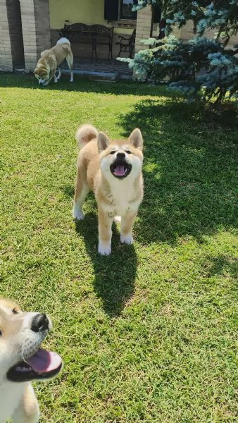 Splendidi cuccioli di Akita Inu con Pedigree | Foto 1