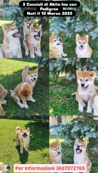 Splendidi cuccioli di Akita Inu con Pedigree | Foto 0