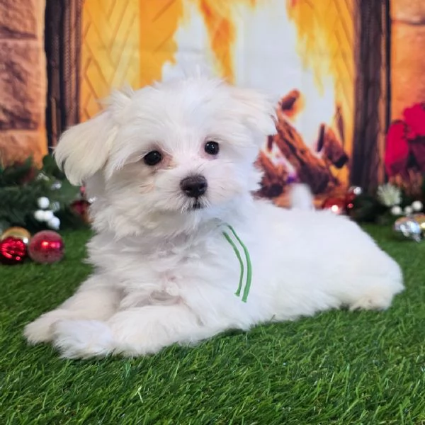 Maltese  | Foto 0