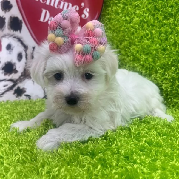 Maltese  | Foto 1