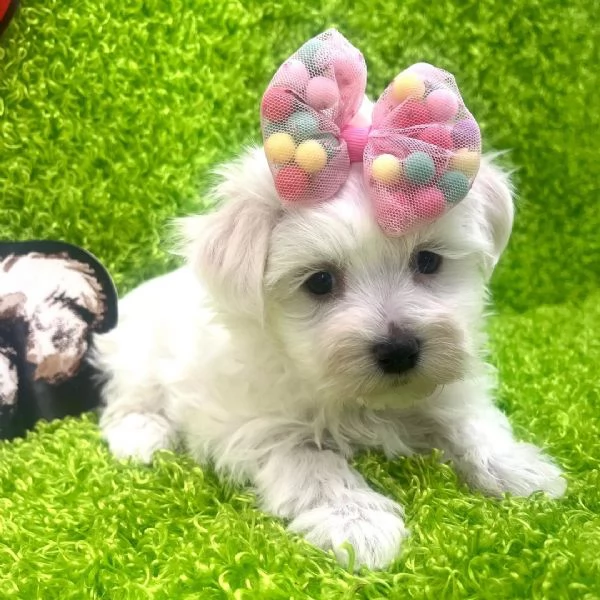 Maltese  | Foto 0