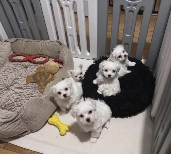 Maltese  | Foto 0