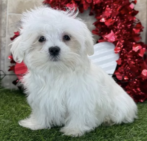 Maltese  | Foto 0