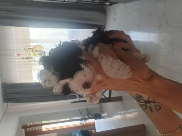 BARBONCINI MINI TOY | Foto 2