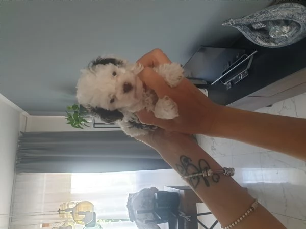 BARBONCINI MINI TOY | Foto 1