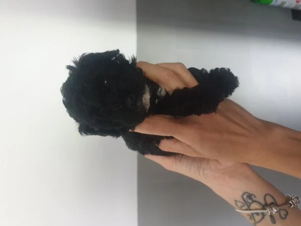 BARBONCINI MINI TOY | Foto 0