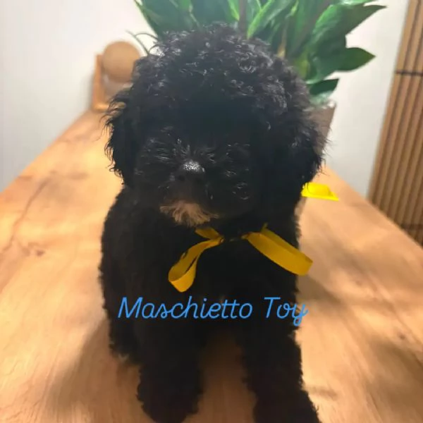 Splendido Cucciolo di Barboncino Toy 