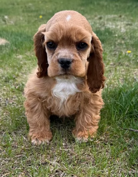 Regalo Golden retriever -padre e madre disponibili,  | Foto 2