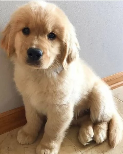 Regalo Golden retriever -padre e madre disponibili,  | Foto 1