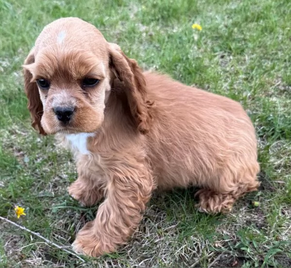 Regalo Golden retriever -padre e madre disponibili,  | Foto 0