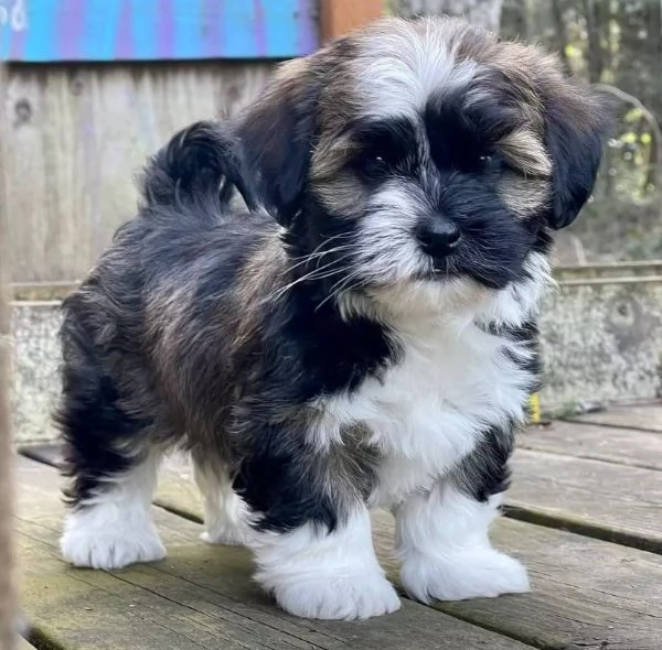 Regalo cucciolo havanese   | Foto 0