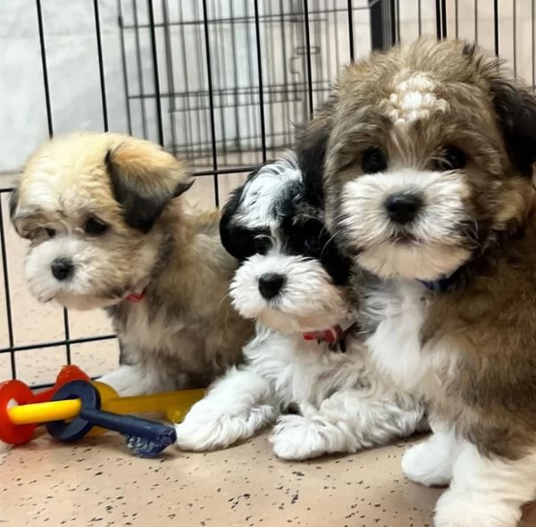 Regalo cucciolo havanese  