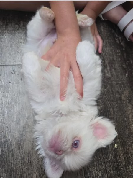 Dolce cucciolo pechinese maschio e femmina  | Foto 0