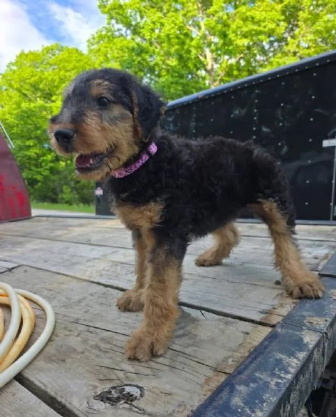 Regalo Airedale  terrier maschio e femmina  | Foto 0