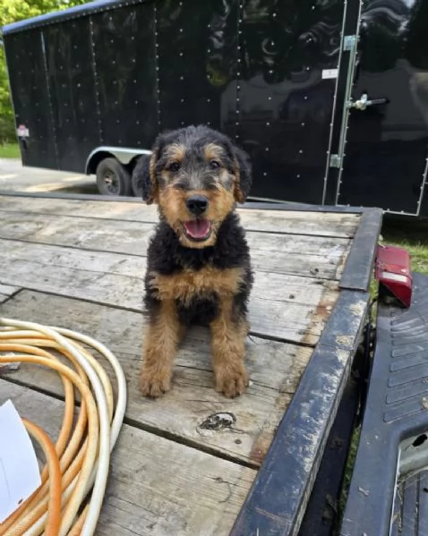 Regalo Airedale  terrier maschio e femmina 