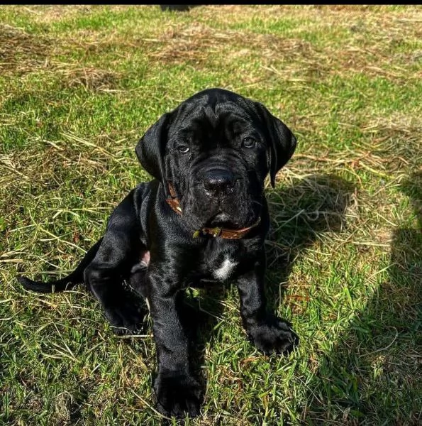 REGALO CANE CORSO | Foto 0