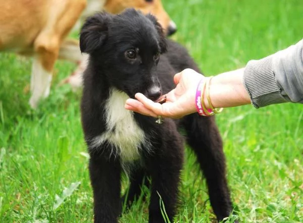 KIRIT, SPLENDIDO CUCCIOLO DI PASTORE NERO