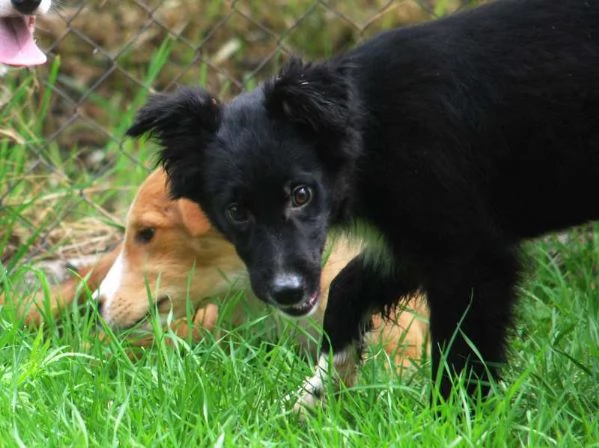 KIRIT, SPLENDIDO CUCCIOLO DI PASTORE NERO | Foto 4