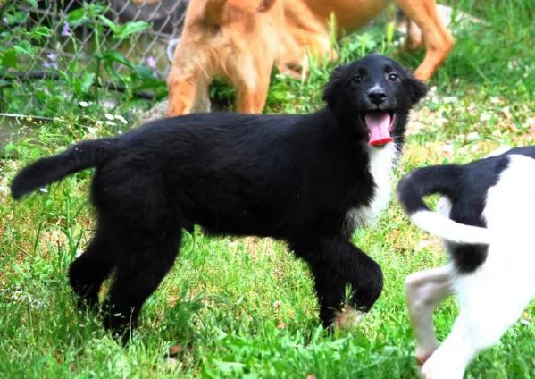 KIRIT, SPLENDIDO CUCCIOLO DI PASTORE NERO | Foto 3