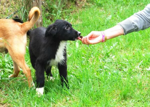 KIRIT, SPLENDIDO CUCCIOLO DI PASTORE NERO | Foto 2