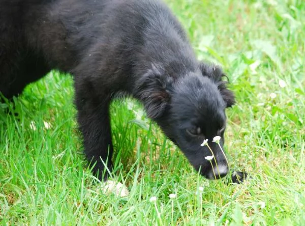 KIRIT, SPLENDIDO CUCCIOLO DI PASTORE NERO | Foto 1