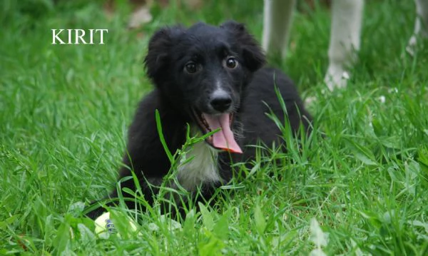 KIRIT, SPLENDIDO CUCCIOLO DI PASTORE NERO | Foto 0