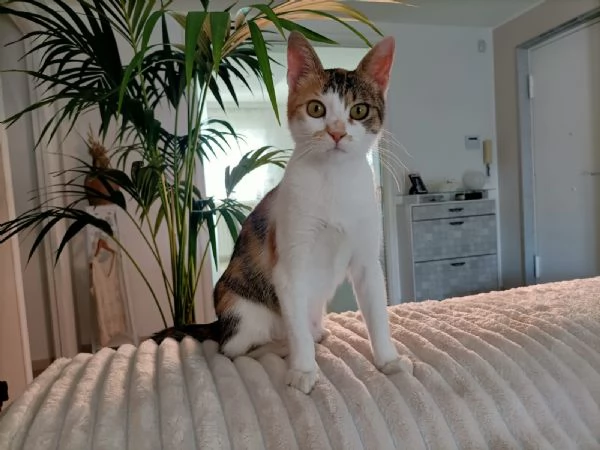 Una casa per Carlotta