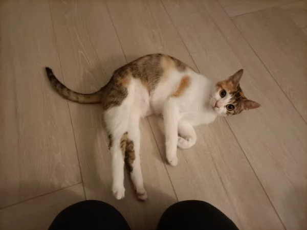 Una casa per Carlotta | Foto 4