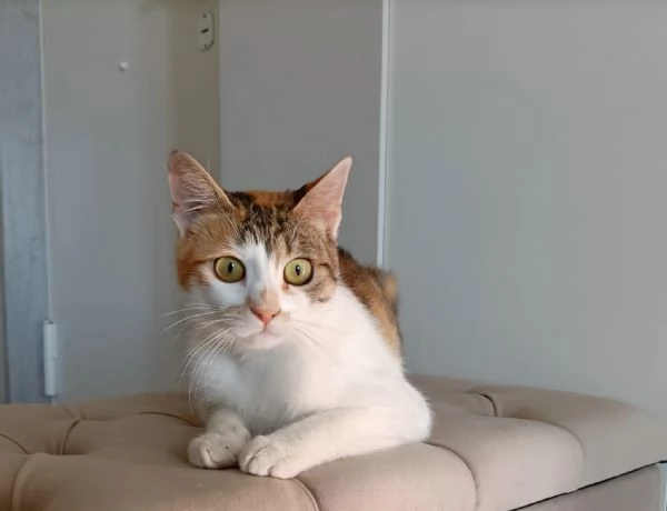 Una casa per Carlotta | Foto 3