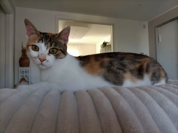 Una casa per Carlotta | Foto 2