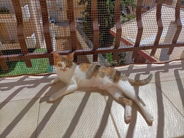 Una casa per Carlotta | Foto 0