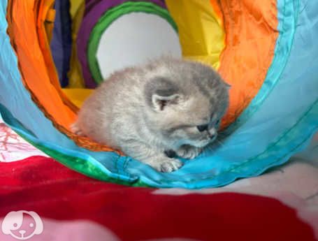 Gatti British Shorthair | Foto 6