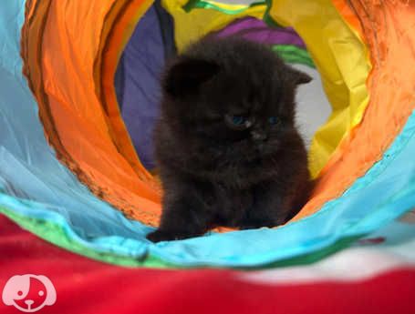 Gatti British Shorthair | Foto 2