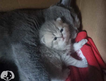 Gatti British Shorthair | Foto 0