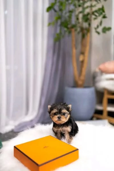 Cuccioli di Yorkshire Terrier maschi e femmine eccezionali per gli amanti degli animali. | Foto 1