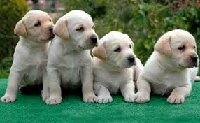 maschi e femmine cuccioli di labrador in adozione | Foto 0