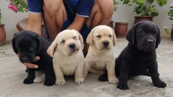 cuccioli di labrador in adozione whatsApp(+[hidden]) | Foto 0